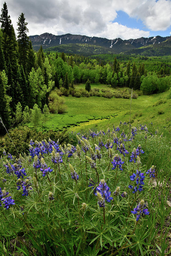 Big Cimarron Lupine Photograph by Ray Mathis