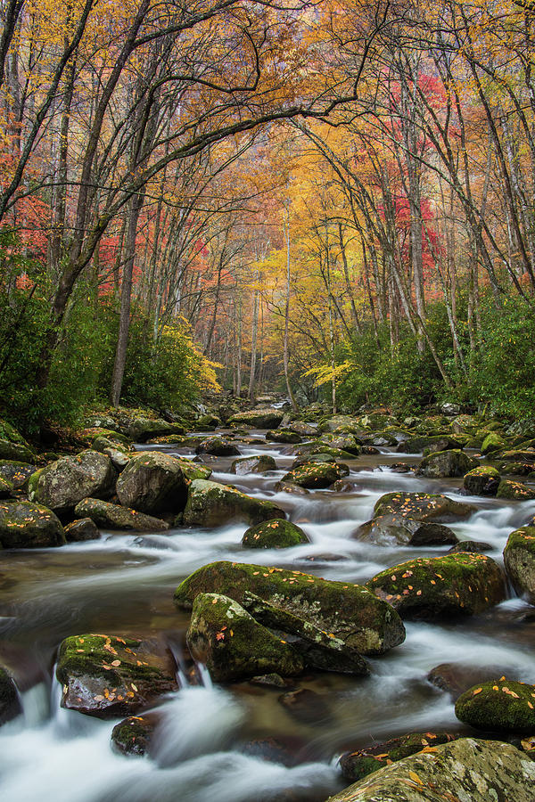 Big Creek GSMNP Autumn 2015 Photograph by David Simchock
