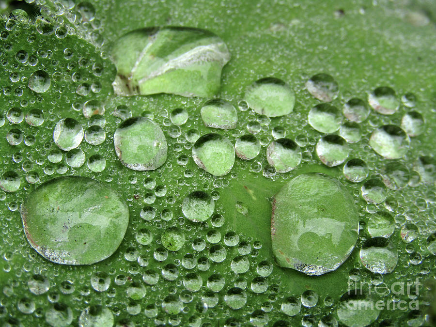 Big Drops, Little Drops Photograph by Kim Tran