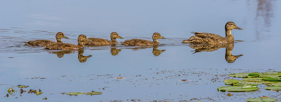 Big Ducklings Following Mom Photograph