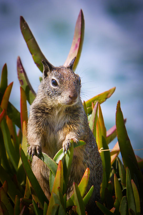Squirrel Photograph - Big Ears by Wolfgang Bluhm