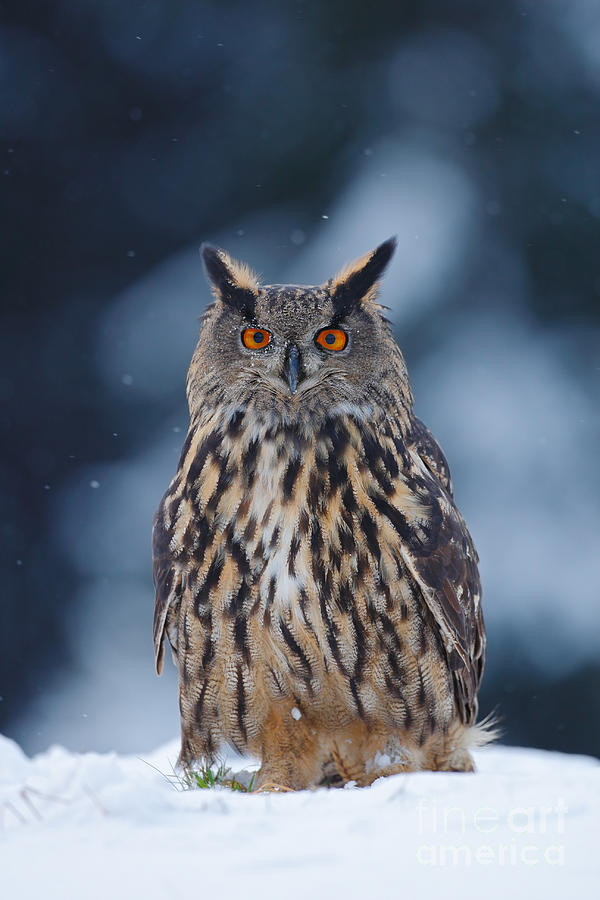 Big Photograph - Big Eurasian Eagle Owl With Snowflakes by Ondrej Prosicky