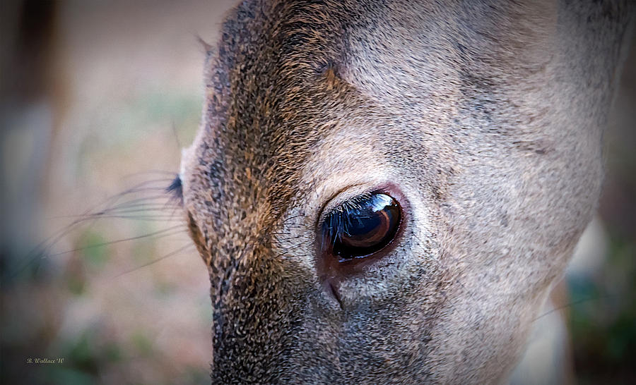 Big Eye Deer Photograph by Brian Wallace
