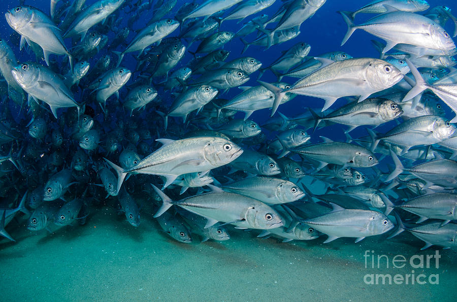 Bait Photograph - Big Eye Trevally Jack, Caranx by Leonardo Gonzalez Bait Photograph - Big Eye Trevally Jack, Caranx by Leonardo Gonzalez