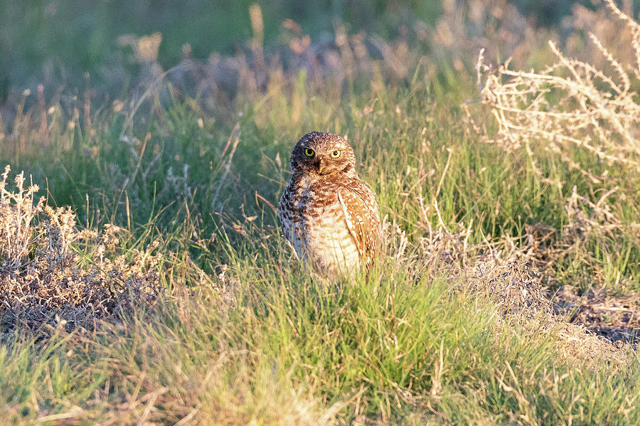 Big Eyed Burrowing Owl Photograph by Tony Hake