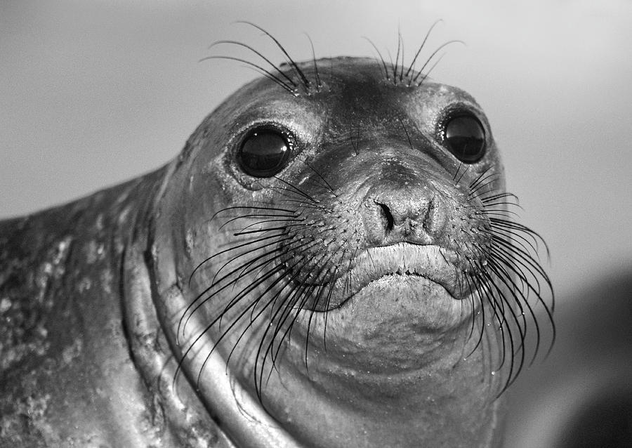 Big Eyed Elephant Seal Pup Photograph by Tim Fitzharris