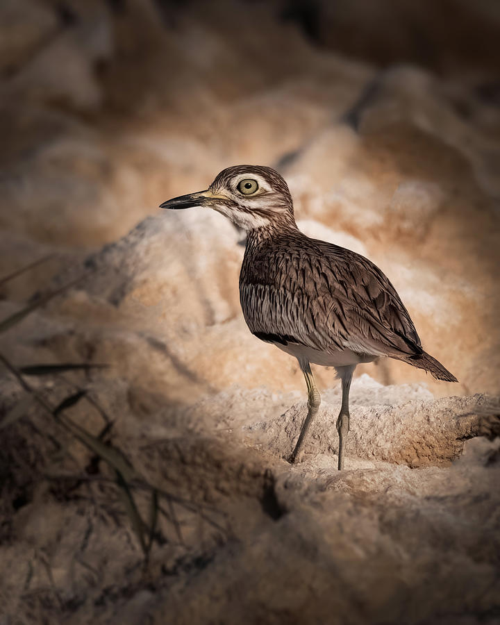 Bird Photograph - Big Eyes .. by Ahmed Zaeitar