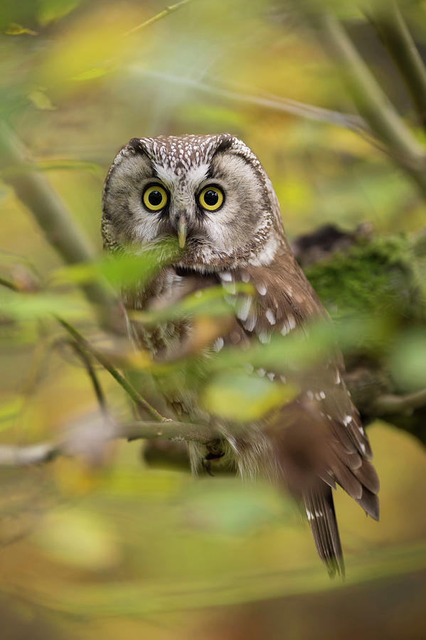 Big eyes... Boreal Owl Photograph by Ralf Kistowski - Pixels