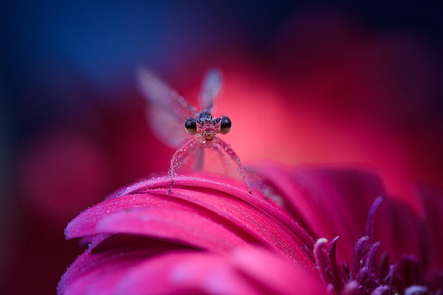Ant Photograph - Big Eyes by Wang Li