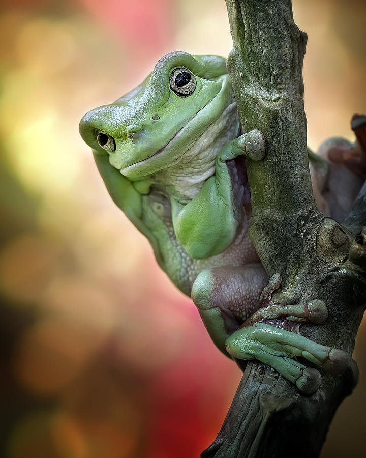 Big Fat Cute Tree Frog by Fauzan Maududdin