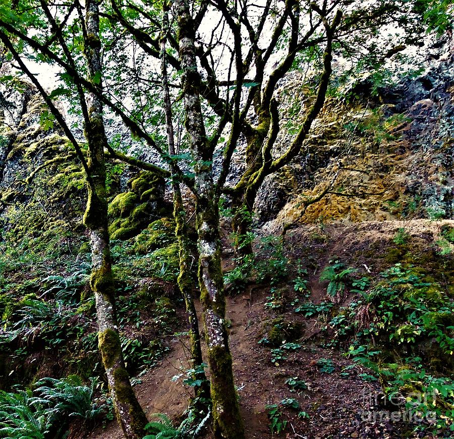 Big foot Trail, Oregon Photograph by Larry Campbell