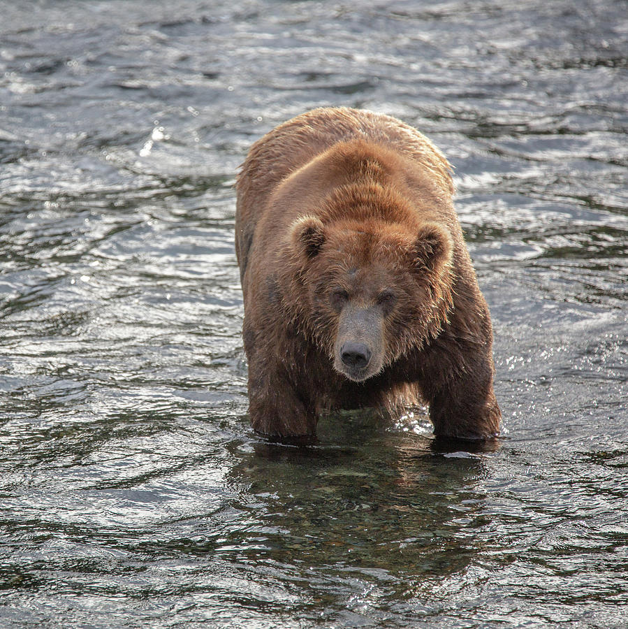 Big Grizzly - 1 Photograph by Alex Mironyuk - Fine Art America