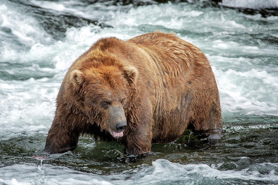 Big Grizzly - 3 Photograph by Alex Mironyuk | Fine Art America