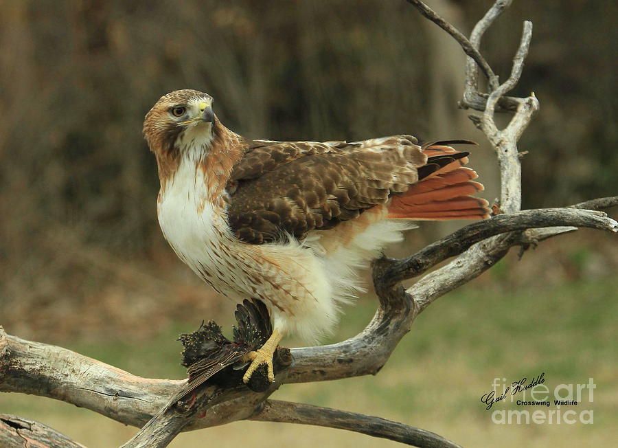 Big Hawk Small Prey Photograph by Gail Huddle | Fine Art America