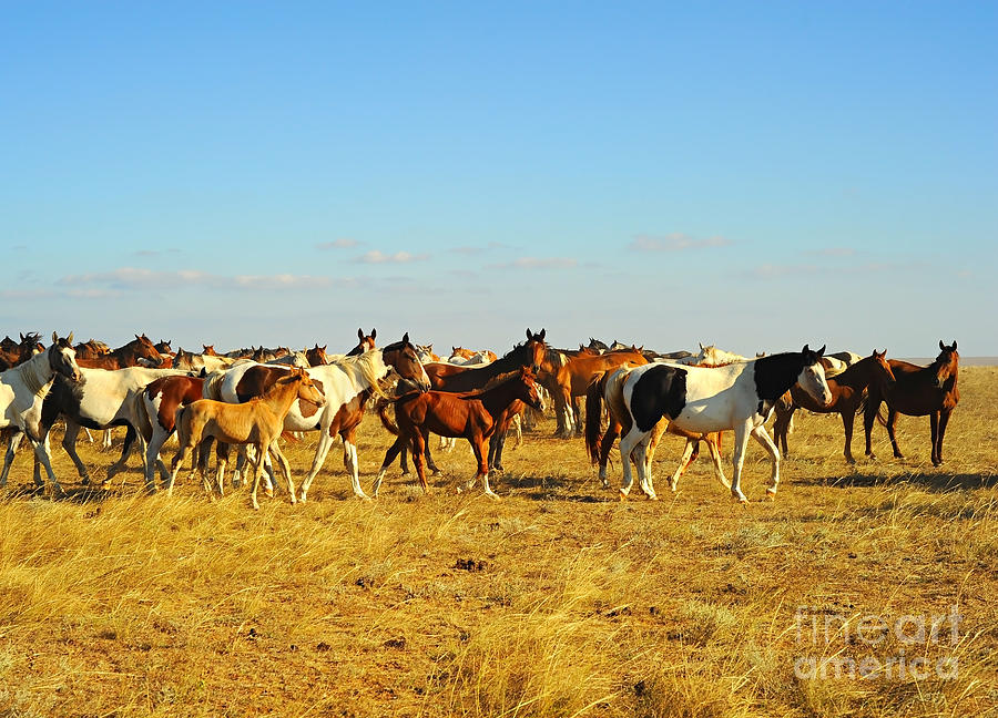 Rural Photograph - Big Herd Of Horses In Crimean Prairie by Joyfull