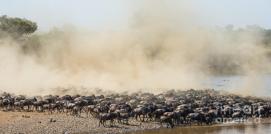 Jumping Photograph - Big Herd Of Wildebeest Is About Mara by Gudkov Andrey Jumping Photograph - Big Herd Of Wildebeest Is About Mara by Gudkov Andrey