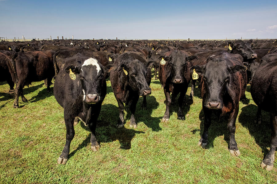 Big Herd Photograph by Todd Klassy