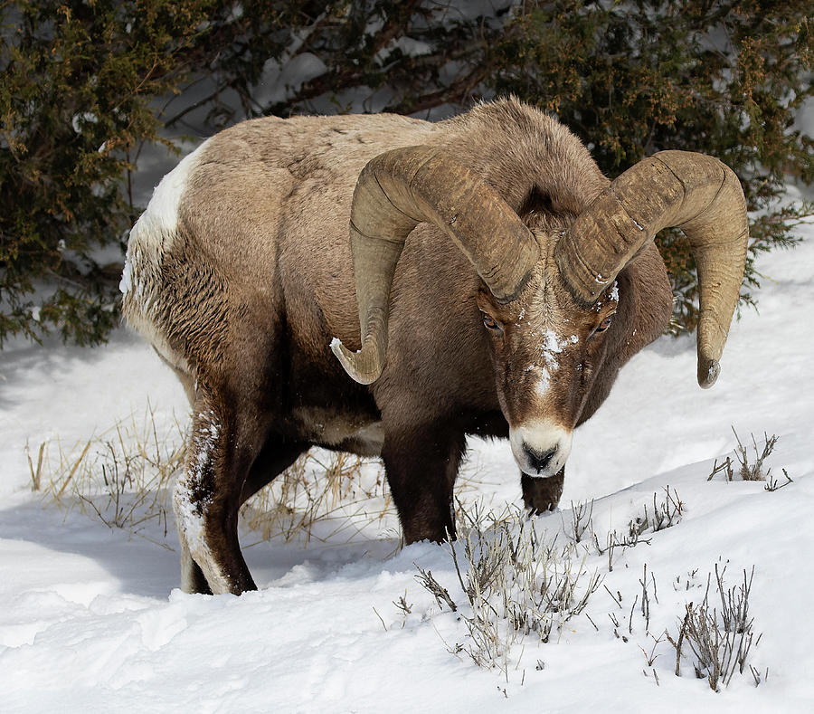 Big Horn Ram Photograph by Art Cole