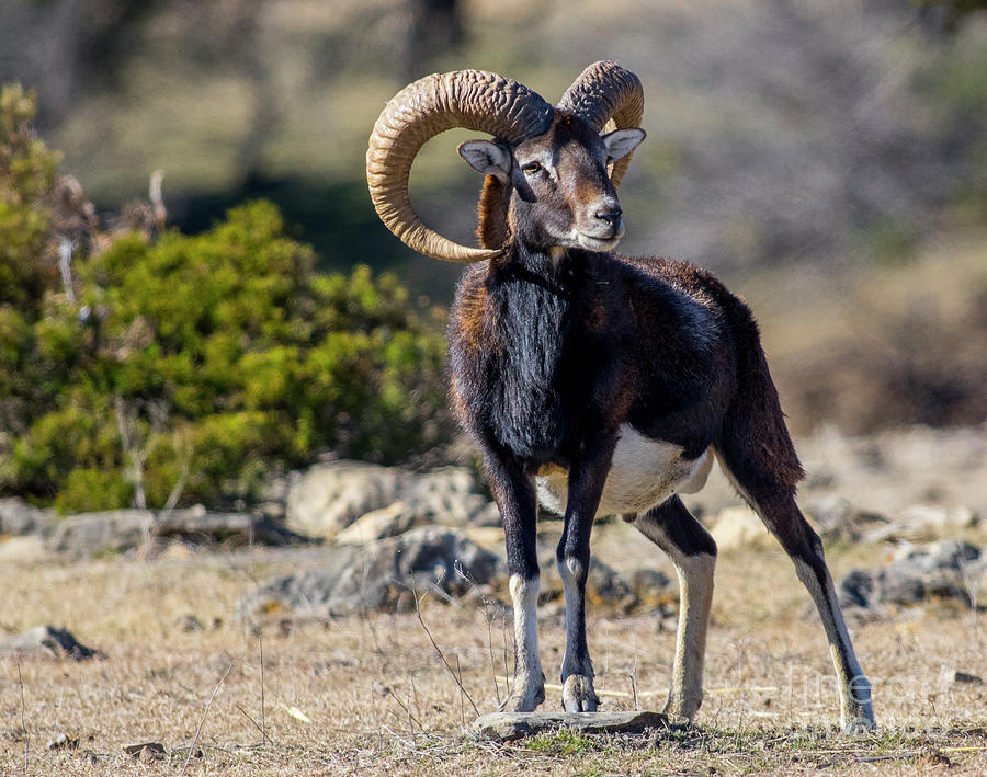 Big Horn Ram Photograph by Bob Marquis - Fine Art America