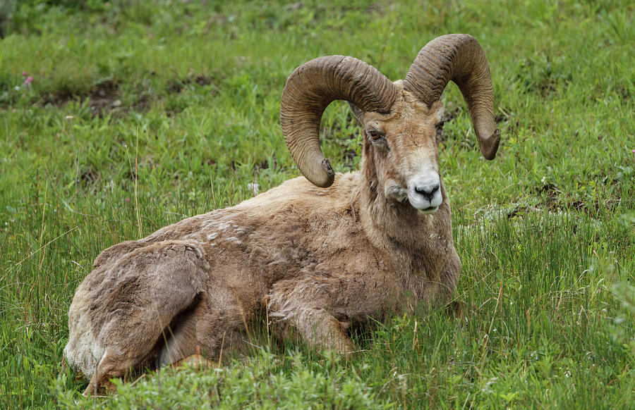 Big Horn Ram Yellowstone Photograph by Galloimages Online