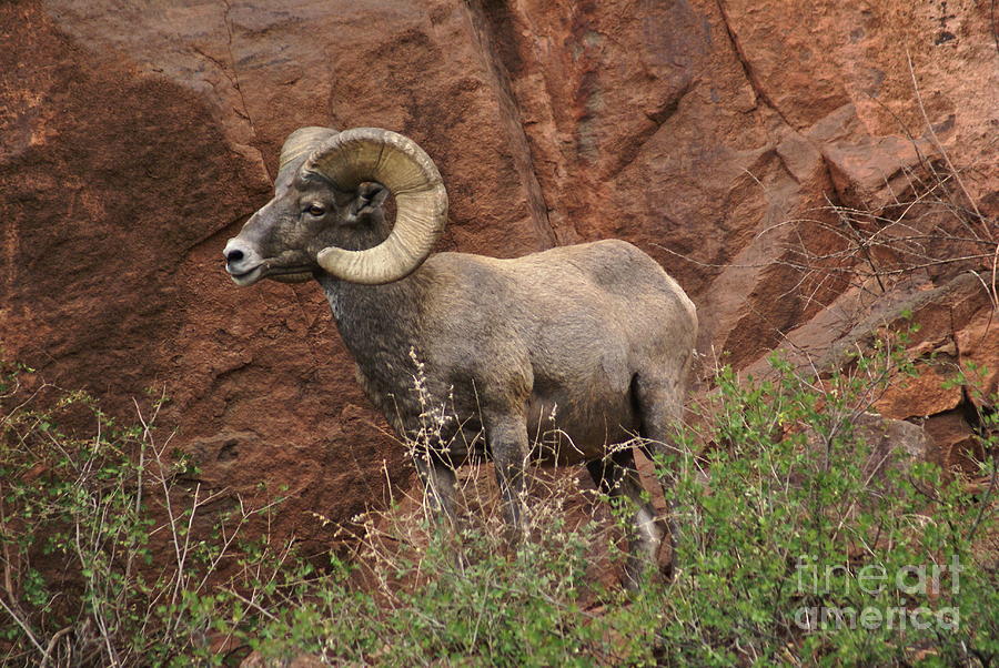 Wildlife Photograph - Big Horn Sheep 1 color by Steffani GreenLeaf
