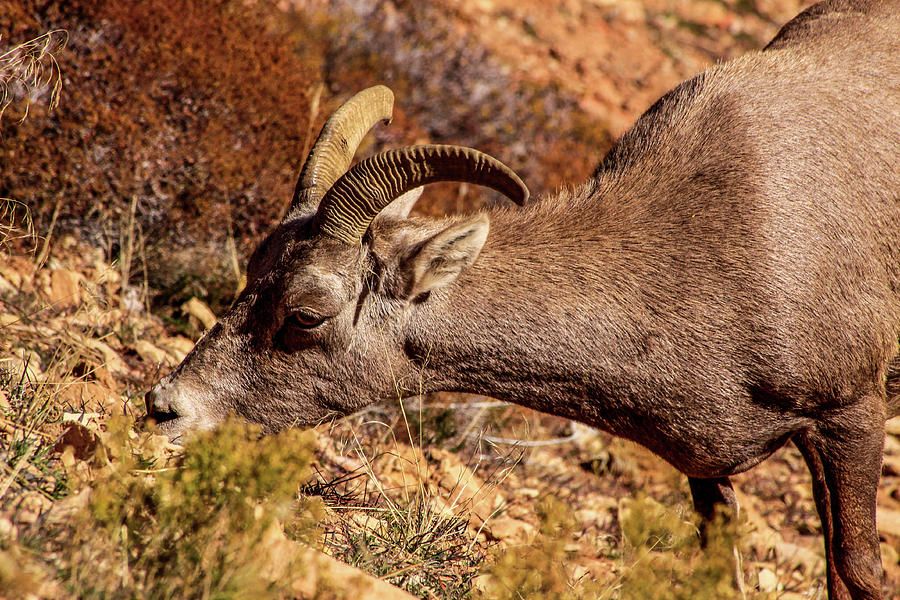 Big Horn Sheep 2, Zion Photograph by Dawn Richards