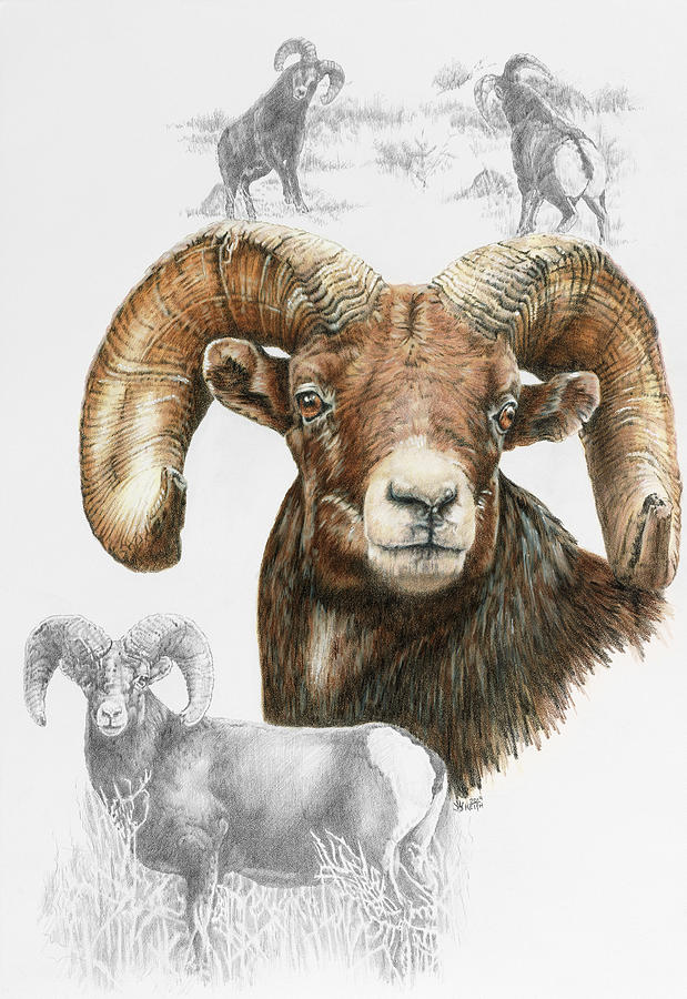 Farm Animals Painting - Big Horn Sheep by Barbara Keith