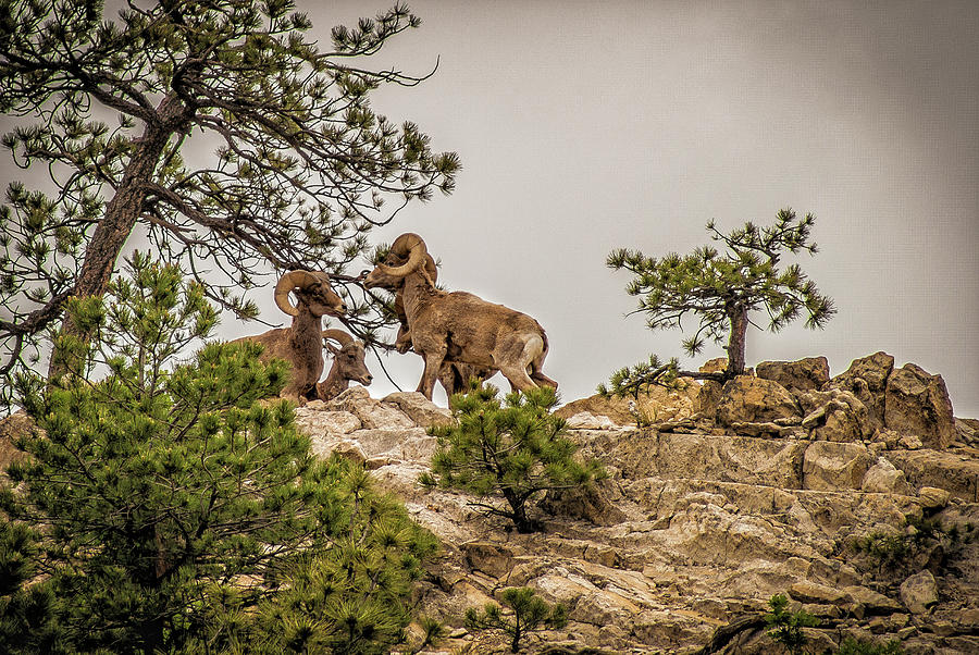  Big Horn Sheep Photograph by Donald Pash
