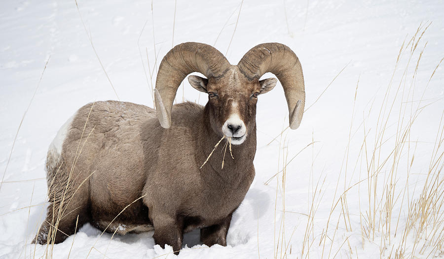 Big Horn Sheep in Snow Photograph by Jack Nevitt