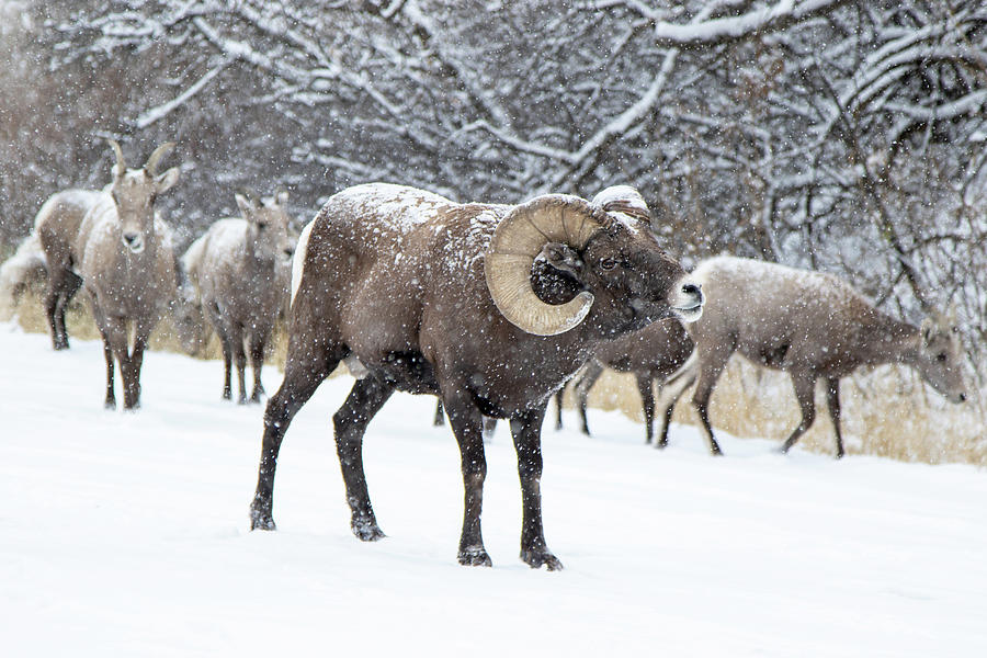 Big Horn Sheep In Snow Photograph