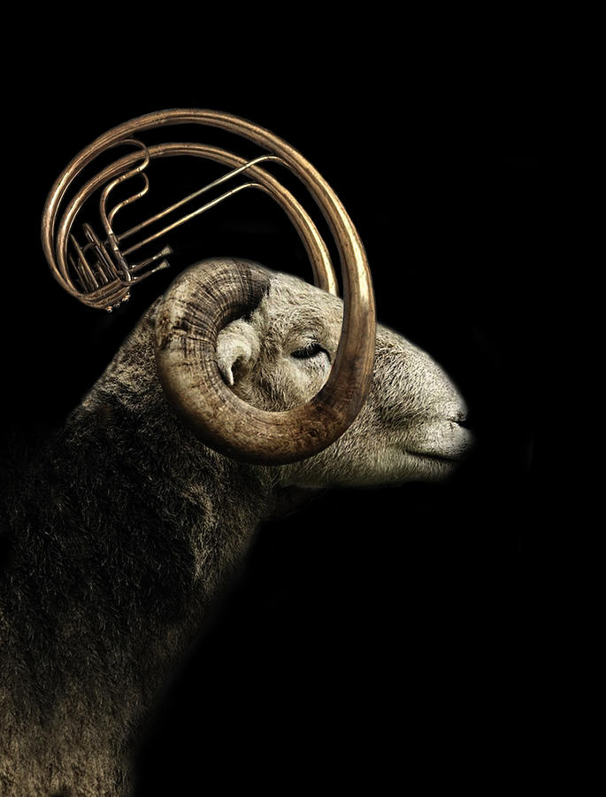 Sheep Photograph - Big Horn Sheep by Jeffrey Hummel