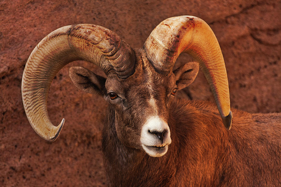 Big Horn Sheep Photograph by Kevin Schwalbe