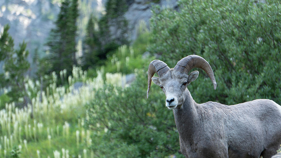 Big Horn Sheep Photograph by Kyle Rarick - Fine Art America