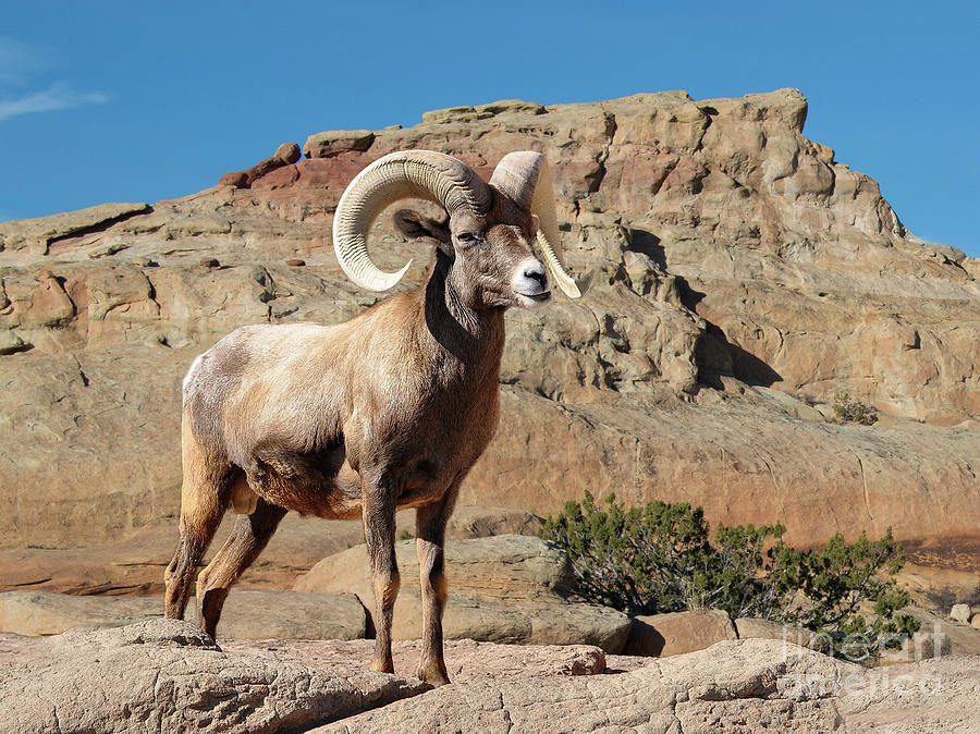 Big Horn sheep male ram on rocky ledge Photograph by Evans Pixels