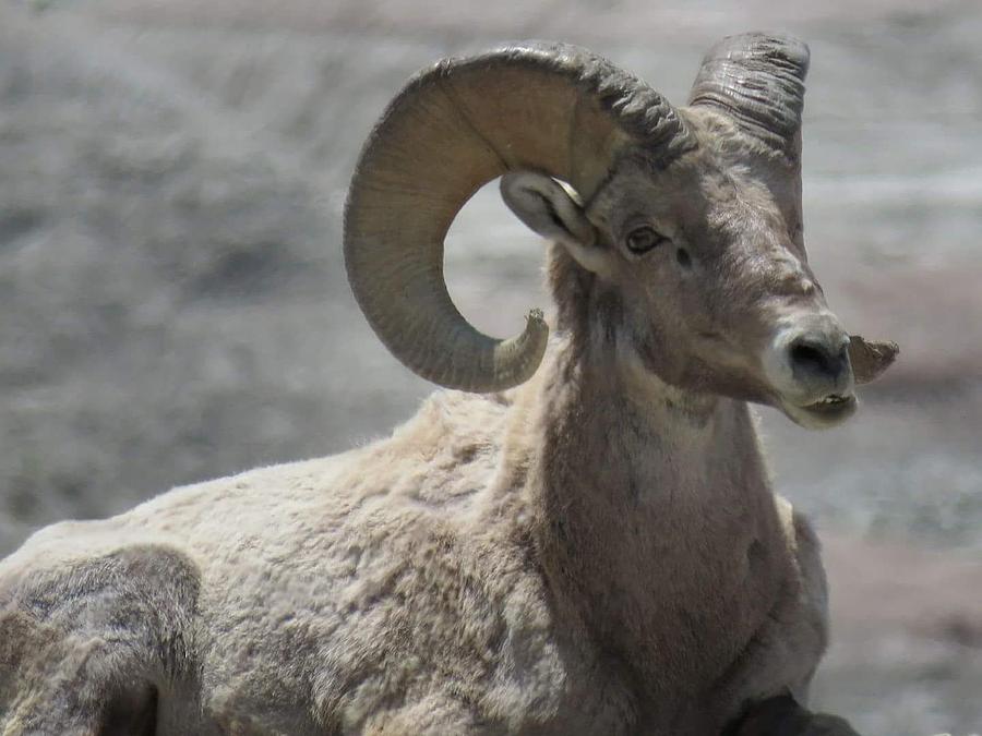 Big Horned Sheep Photograph by David Bannwart - Fine Art America