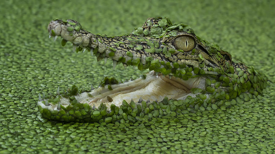 Crocodile Photograph - Big Jaw by Tantoyensen