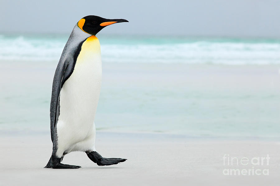 Big King Penguin Going In To The Blue Photograph by Ondrej Prosicky ...