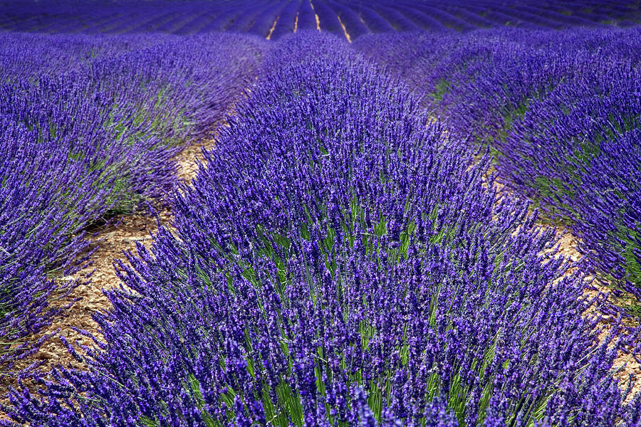 Big Lavender Field At Provence Photograph by Lucynakoch