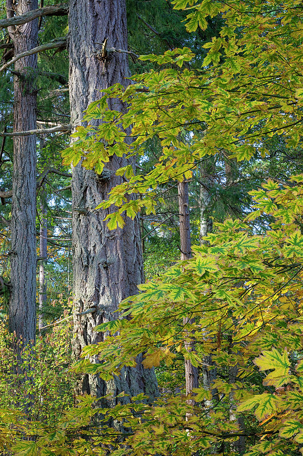 Big Leaf Maple Photograph by Randy Hall