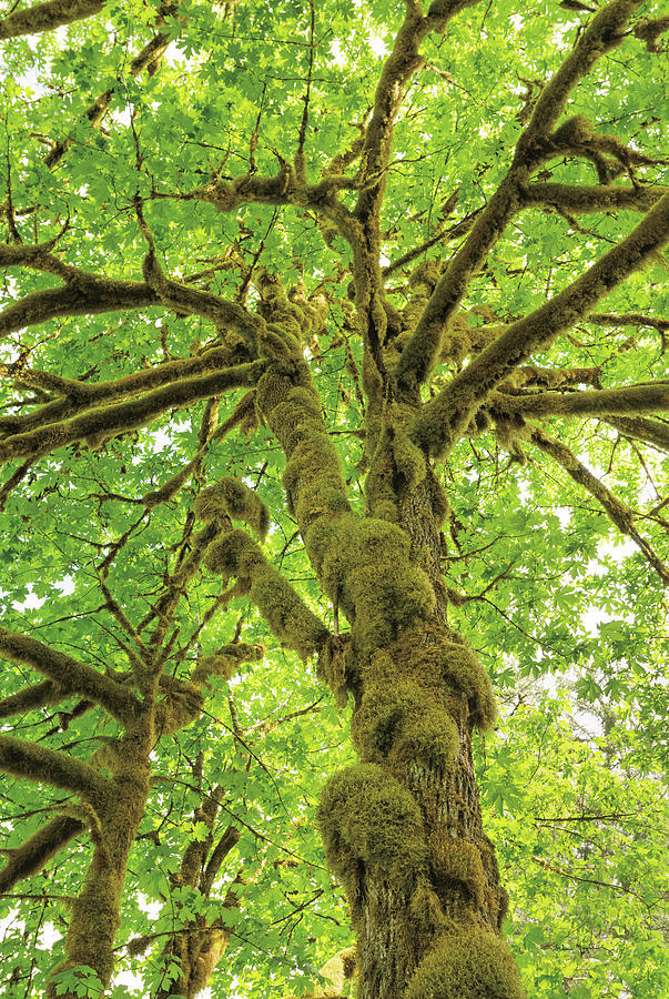 Up Movie Photograph - Big Leaf Maple Trees Iv by Alan Majchrowicz