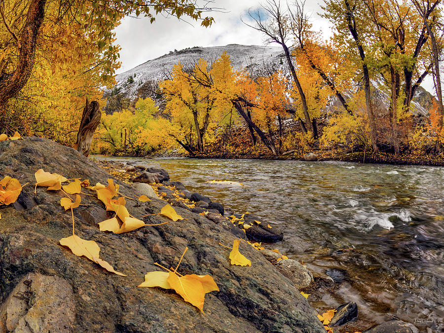 Big Lost Autumn Color Photograph by Leland D Howard