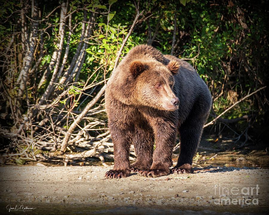 Big Mama - Bears Photograph