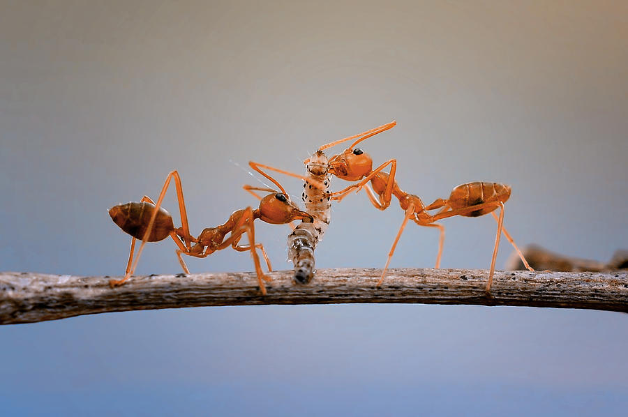 Ant Photograph - Big Meal by Edy Pamungkas