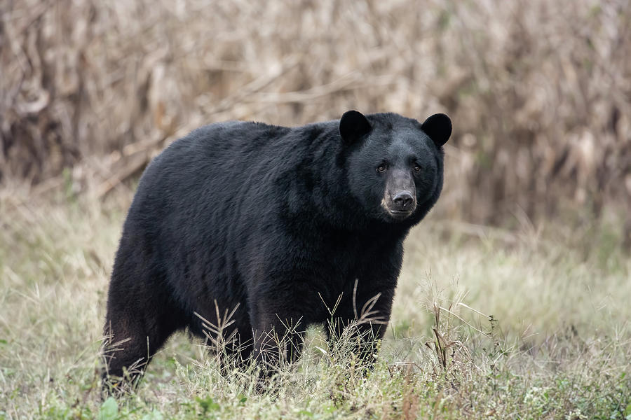 Big Momma Photograph by Robert Mullen - Fine Art America