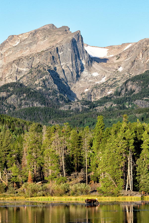 Big Mountain and Big Moose Photograph by Tony Hake