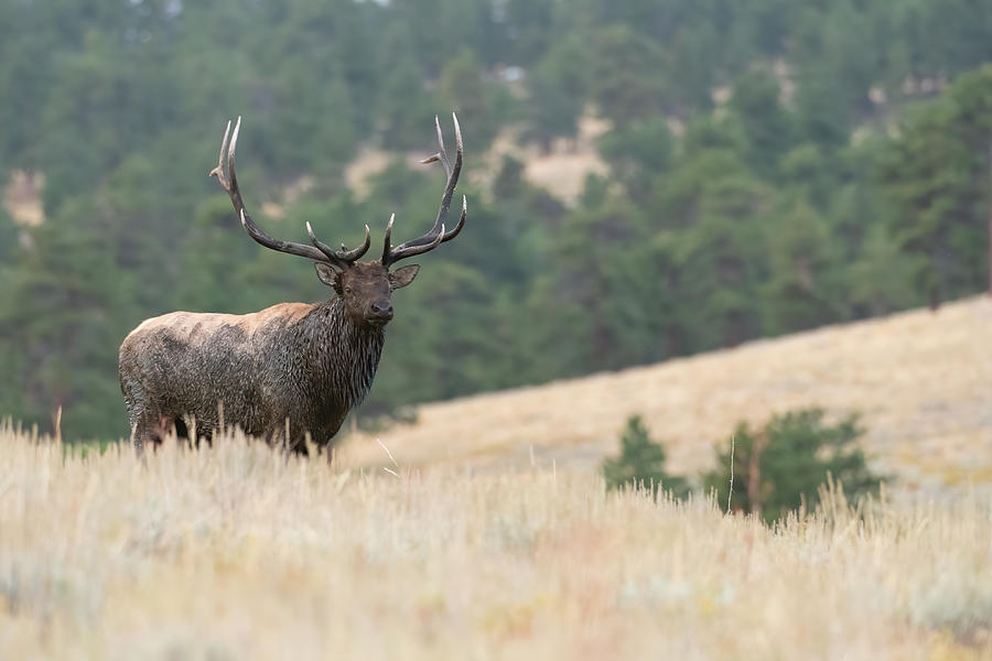 Big Muddy Bull Elk on watch Photograph by Gary Langley - Pixels