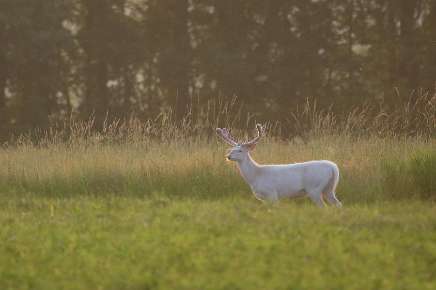 Big Ol White Buck in Field 3 Photograph by Brook Burling