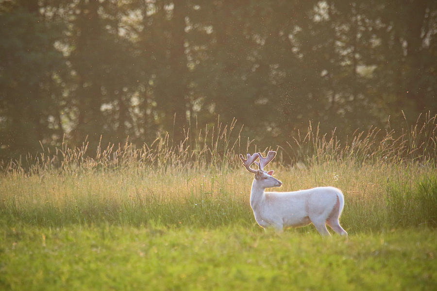 Big Ol White Buck in Field Photograph by Brook Burling
