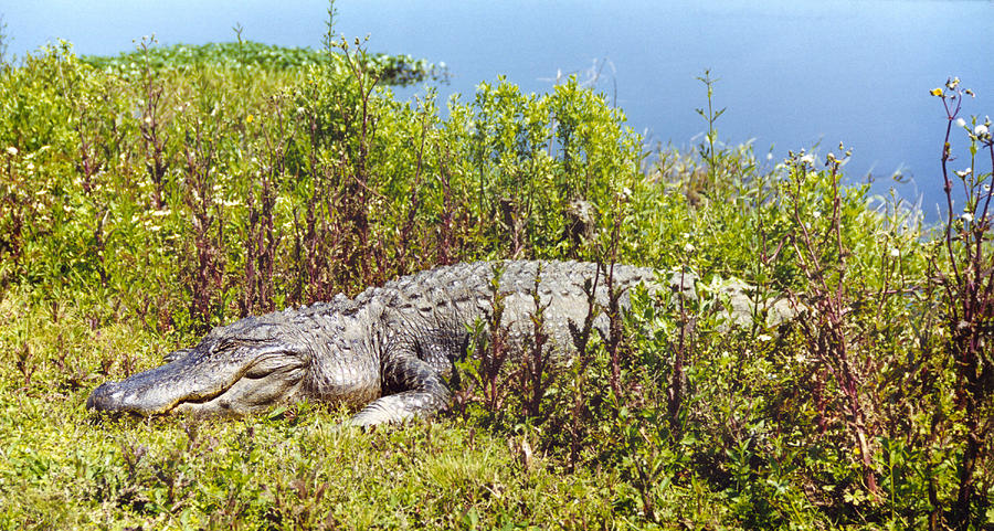 Big Old Alligator Photograph by Marilyn Hunt