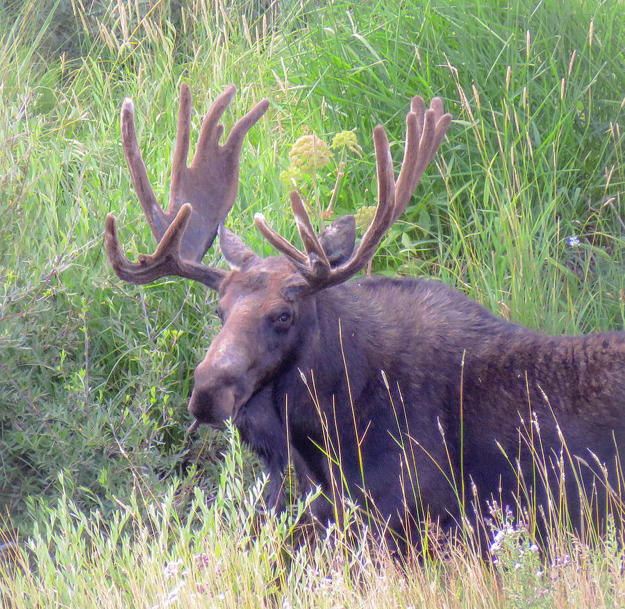 Big Old Moose Photograph by Chad Vidas | Fine Art America